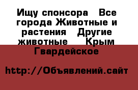 Ищу спонсора - Все города Животные и растения » Другие животные   . Крым,Гвардейское